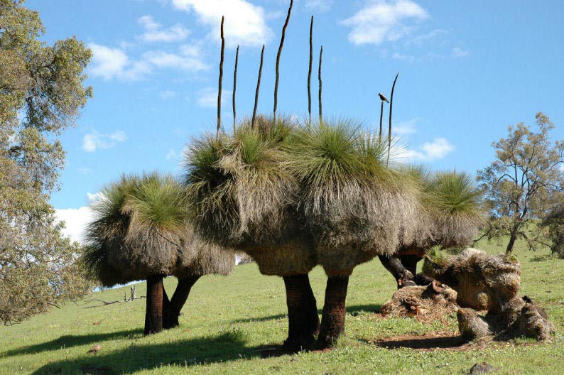 grasstrees1