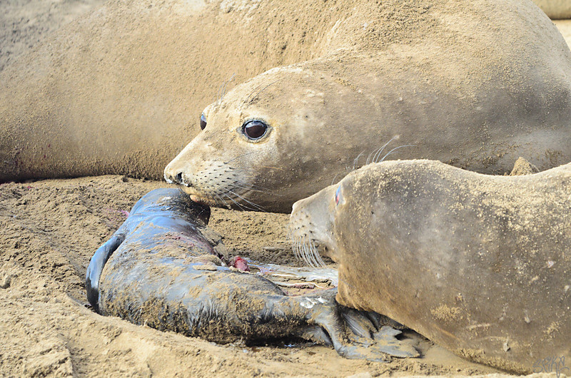 Elephant Seal bonding after birth